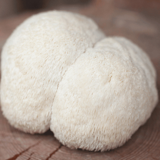 Hericium (Lion’s Mane) – Le champignon de la mémoire et de la clarté mentale