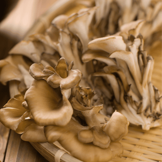 Maitake – Le champignon de la vitalité et de l’immunité