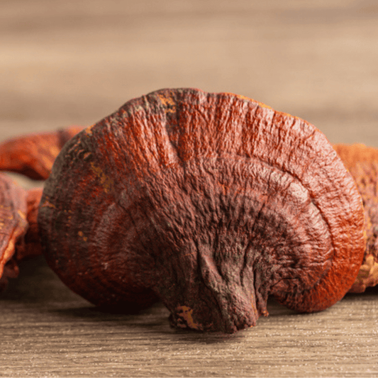 Reishi – Le champignon de la sérénité et de l’équilibre