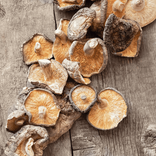 Shiitake – Le champignon de l’immunité et de la vitalité cellulaire